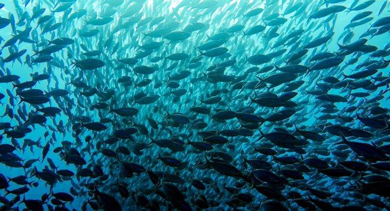 Scuola Internazionale di Eccellenza - Image 6
